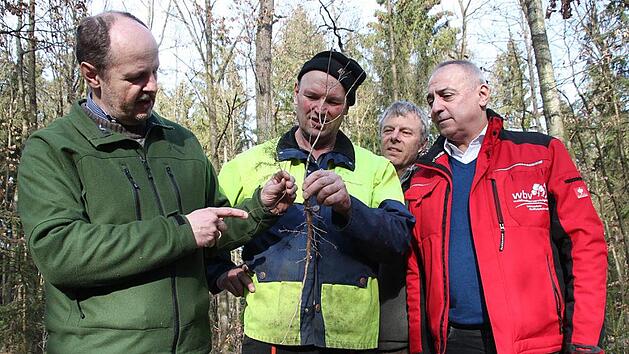Georg Zahn aus Unnersdorf (Zweiter von links) wurde mit der "Goldenen Heppe" f&uuml;r seine vorbildliche Waldbewirtschaftung geehrt. Auf dem Foto h&auml;lt er eine junge, klimatolerantere Eiche mit langer, Forstdirektor Oliver Kr&ouml;ner (links) zum Vergleich eine Kiefer mit kurzer Wurzel in die Kamera. WBV-Vorsitzender Robert H&uuml;mmer (rechts) und Revierleiter Joachim Esslinger schauen zu. Foto: Stephan St&ouml;ckel