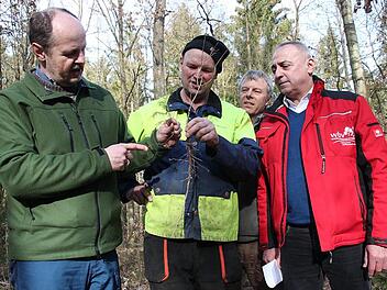 Georg Zahn aus Unnersdorf (Zweiter von links) wurde mit der "Goldenen Heppe" für seine vorbildliche Waldbewirtschaftung geehrt. Auf dem Foto hält er eine junge, klimatolerantere Eiche mit langer, Forstdirektor Oliver Kröner (links) zum Vergleich eine Kiefer mit kurzer Wurzel in die Kamera. WBV-Vorsitzender Robert Hümmer (rechts) und Revierleiter Joachim Esslinger schauen zu. Foto: Stephan Stöckel
