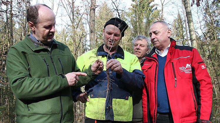 Georg Zahn aus Unnersdorf (Zweiter von links) wurde mit der "Goldenen Heppe" für seine vorbildliche Waldbewirtschaftung geehrt. Auf dem Foto hält er eine junge, klimatolerantere Eiche mit langer, Forstdirektor Oliver Kröner (links) zum Vergleich eine Kiefer mit kurzer Wurzel in die Kamera. WBV-Vorsitzender Robert Hümmer (rechts) und Revierleiter Joachim Esslinger schauen zu. Foto: Stephan Stöckel
