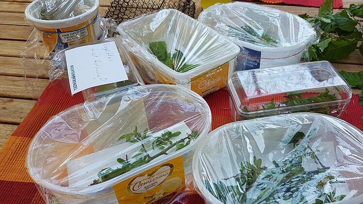 So werden die Raupen zu den Schulen und Kitas gebracht, später können sie besser im Terrarium beobachtet werden. Foto: Elisabeth Assmann