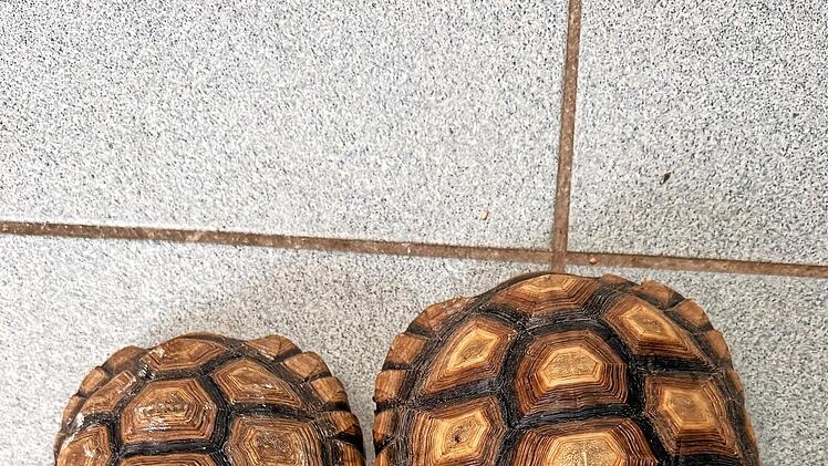 Zwei Spornschildkr&ouml;ten, gefunden bei den Karnbaumweihern in Forchheim, warten auf ihren Besitzer.