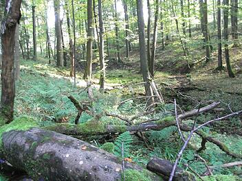 Oben: die Kaskadenschlucht, unten der Ausgangspunkt Moordorf. Rechts: Aussichtsturm am Roten Moor. Links: Der Bohlenweg am Roten Moor, Andrea Habel und Marilyn Munro-Heim führen ihre Hunde aus.  Fotos: Joachim Rübel
