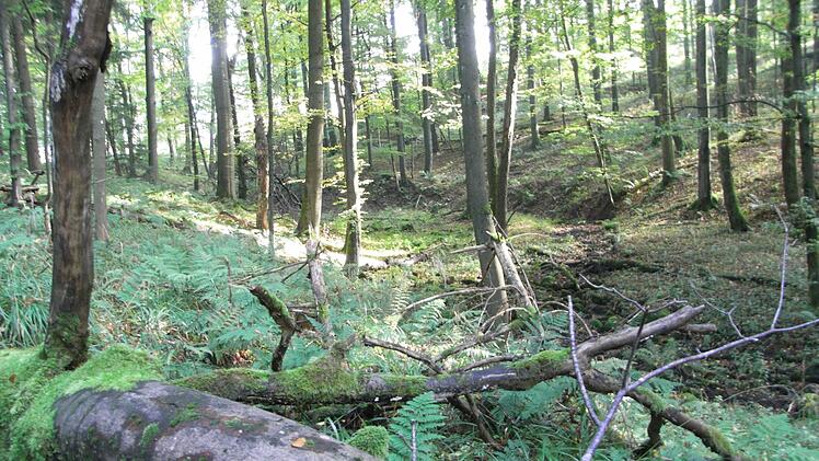 Oben: die Kaskadenschlucht, unten der Ausgangspunkt Moordorf. Rechts: Aussichtsturm am Roten Moor. Links: Der Bohlenweg am Roten Moor, Andrea Habel und Marilyn Munro-Heim führen ihre Hunde aus.  Fotos: Joachim Rübel