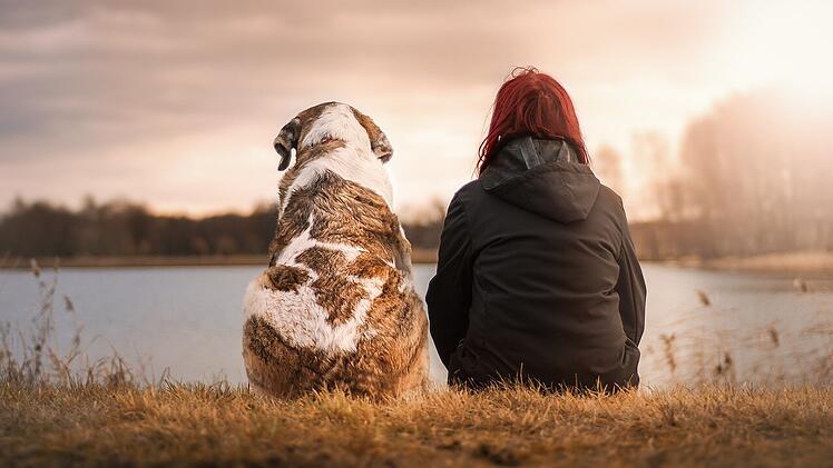 Hund bester Freund des Menschen