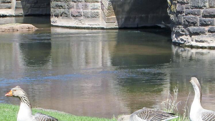 Man will sie zwar nicht aus ihrem Paradies verbannen, aber die Zahl der Gänse und Enten am Saalestrand Euerdorf soll begrenzt bleiben.