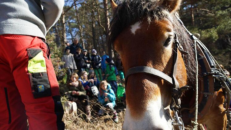Pferd IgorFoto: Arkadius Guzy