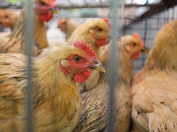 Ein Lastwagen, der H&uuml;hner mit sich f&uuml;hrte, verlor in der Nacht zum Freitag im Landkreis Ansbach die Kontrolle und landete im Graben.  Symbolfoto: EPA/Alex Hofford