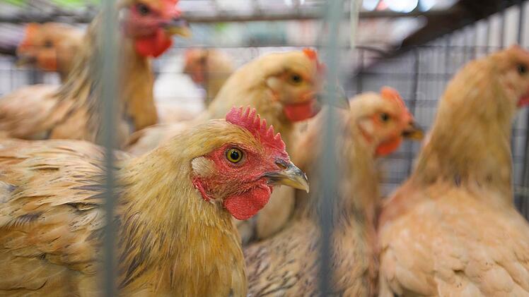 Ein Lastwagen, der H&uuml;hner mit sich f&uuml;hrte, verlor in der Nacht zum Freitag im Landkreis Ansbach die Kontrolle und landete im Graben.  Symbolfoto: EPA/Alex Hofford