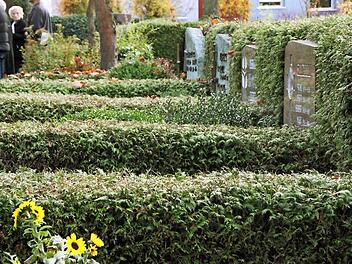 Die Thuja-Reihen prägen den Friedhof in weiten Teilen. Das könnte sich durch die Sanierung ändern. Fotos: Heike Beudert