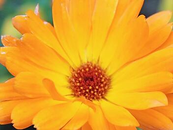 Die Ringelblume kann Schädlinge im Garten bekämpfen. Eine Salbe aus Ringelblumen hat heilende Wirkung bei den verschiedensten Beschwerden. Foto: Jupp Schröder