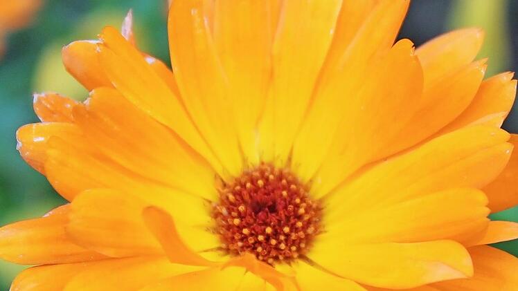 Die Ringelblume kann Schädlinge im Garten bekämpfen. Eine Salbe aus Ringelblumen hat heilende Wirkung bei den verschiedensten Beschwerden. Foto: Jupp Schröder