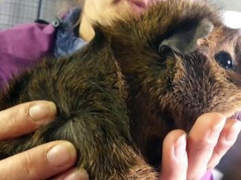 Tier der Woche: Ein Zuhause f&uuml;r Willi