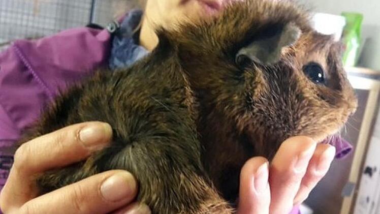 Tier der Woche: Ein Zuhause f&uuml;r Willi