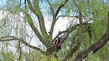 Unmengen an Totholz wurden von dem Areal entfernt, bevor das Nest gebaut werden konnte. Fotos: Johanna Eckert