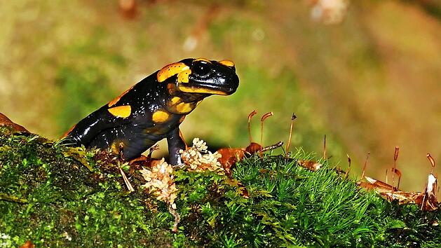 Besonders gesch&uuml;tzt: der Feuersalamander. Auch Amphibien sollen von dem Projekt "Artenkenner" profitieren. Foto: Bund Naturschutz