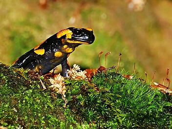Besonders geschützt: der Feuersalamander. Auch Amphibien sollen von dem Projekt "Artenkenner" profitieren. Foto: Bund Naturschutz