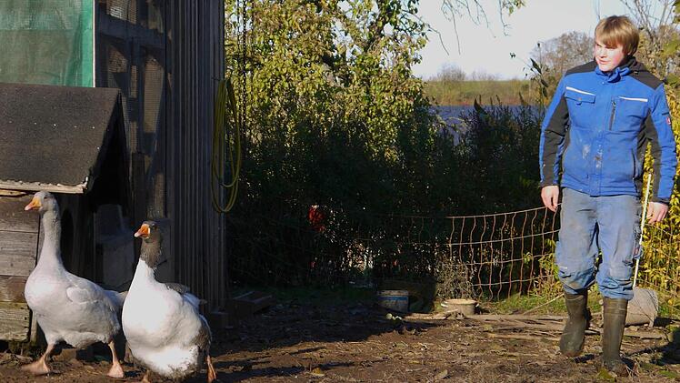 Ab in den Stall: Hannes Porzelt bringt seine Gänse nach drinnen. Foto: Berthold Köhler