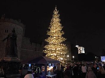 Der Baum vor Schloss Windsor stammt aus dem Callenberger Forst. Von dort werden weitere 20 kleine Bäume kommen, die Andreas Prinz von Sachsen-Coburg und Gotha dem Sozialkaufhaus Hartz & Herzlich spendet. Foto: Andreas Prinz von Sachsen-Coburg und Gotha