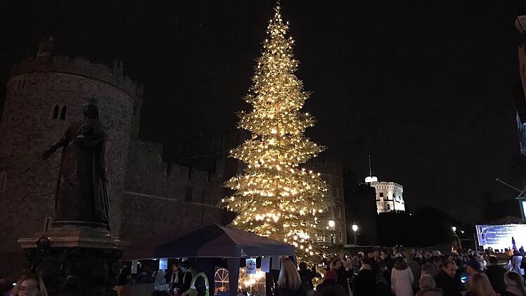 Der Baum vor Schloss Windsor stammt aus dem Callenberger Forst. Von dort werden weitere 20 kleine Bäume kommen, die Andreas Prinz von Sachsen-Coburg und Gotha dem Sozialkaufhaus Hartz & Herzlich spendet. Foto: Andreas Prinz von Sachsen-Coburg und Gotha