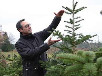 Christian Mauser zeigt mit seinen Händen an, wie viel diese Nordmanntanne in einem Jahr gewachsen ist. Insgesamt ist sie etwa vierzehn Jahre alt. Mirjam Stumpf