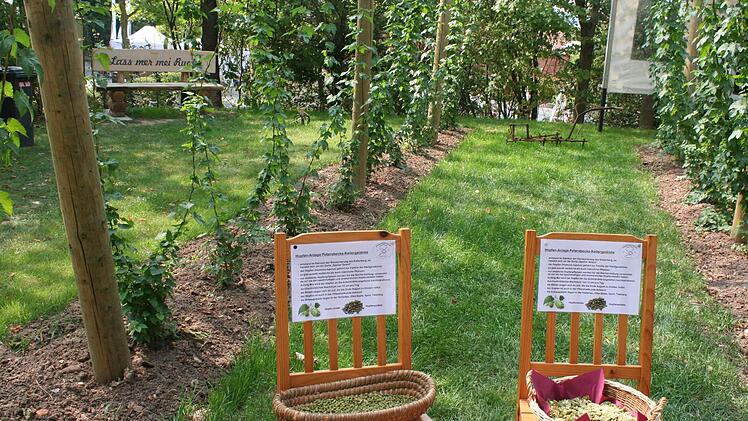 Im Schaugarten beim Petersbeckskeller wächst Hopfen der Sorte "Spalter Select”. In den Körben Hopfenpellets (links) und Hopfendolden (rechts) Foto: Evi Seeger