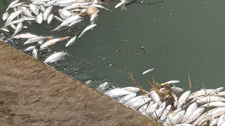 Rund 100 Fische wurden am Sandfang des Sendelbachs südlich von Bamberg angeschwemmt. Foto: Privat