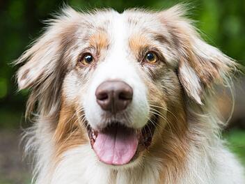 Stadt Würzburg kündigt verstärkte Kontrollen für Hundehalter an