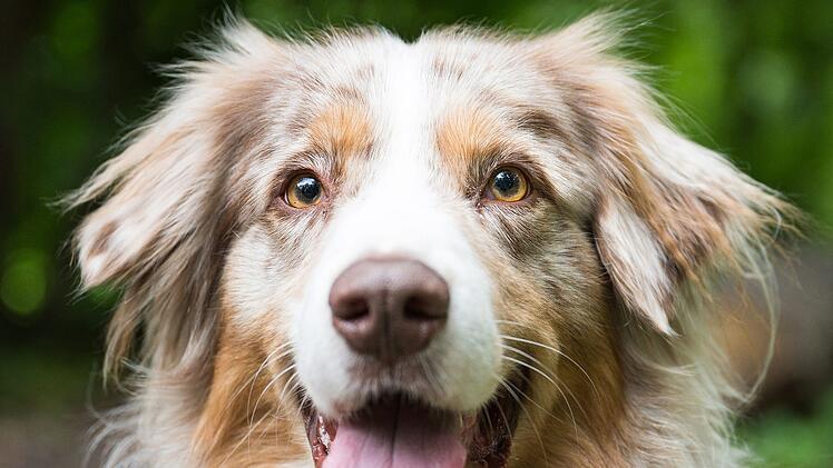 Stadt Würzburg kündigt verstärkte Kontrollen für Hundehalter an