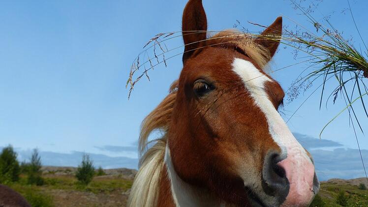 Trotzen Wind und Wetter: Die abgeh&auml;rteten Islandpferde.  Foto: privat