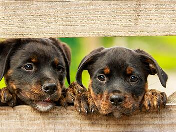 48 kleine Hunde konnten von der Polizei gerettet werden. Illegaler Welpenhandel findet  anscheinend immer häufiger statt. Symbolfoto: kim_hester/pixabay