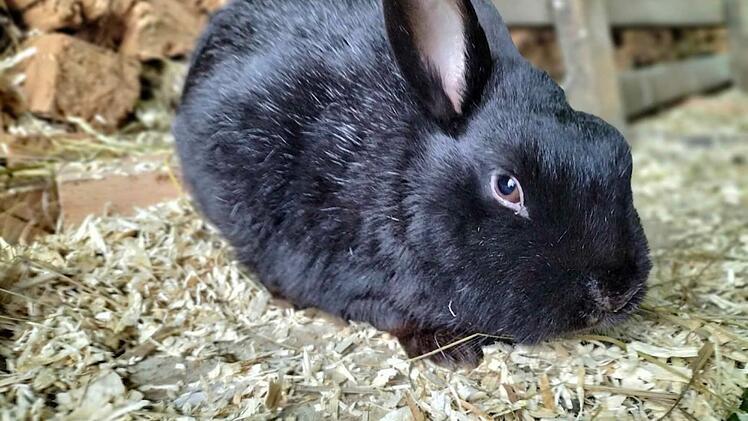 Tierhilfe Schweinfurt beschreibt furchtbaren Fall - Bruder über die Mülltonne entsorgt