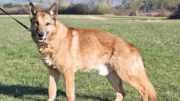 F&uuml;r den Belgischen-Sch&auml;ferhund-Mix Nanuk w&auml;re ein sch&ouml;nes Pl&auml;tzchen f&uuml;r seinen Lebensabend w&uuml;nschenswert. Foto: Tierschutzverein