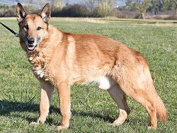 Für den Belgischen-Schäferhund-Mix Nanuk wäre ein schönes Plätzchen für seinen Lebensabend wünschenswert. Foto: Tierschutzverein