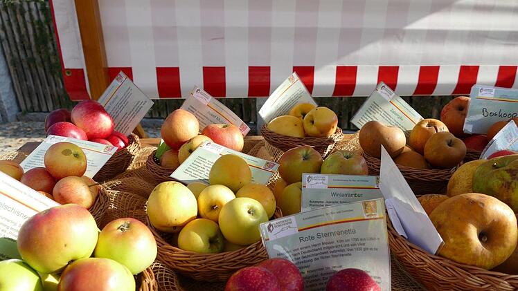 Viele heimische Apfelsorten wurden vorgestelt.  Foto: Sonja Schr&uuml;fer