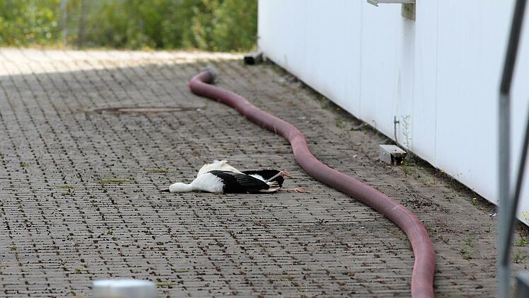Tod durch Nervengift:  Die zwei Störche, die im Frühsommer noch munter auf dem Horst in Dörfles-Esbach klapperten (kleines Bild),   sind an "Promecarb" gestorben. Das Gift wurde früher als Insektenschutz eingesetzt, ist aber seit Jahrzehnten verboten.