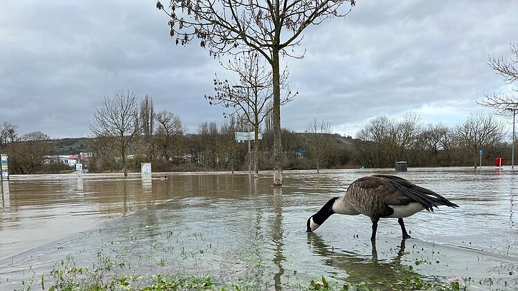 Randersacker: Hochwasser flutet beliebte "Mainlände" - Feuerwehrkommandant erklärt Situation