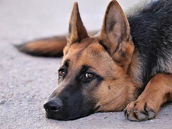 Tierheim N&uuml;rnberg: Spendenaktion f&uuml;r schicksalsgeplagten Hund "Gorki" - OP kann ihn retten