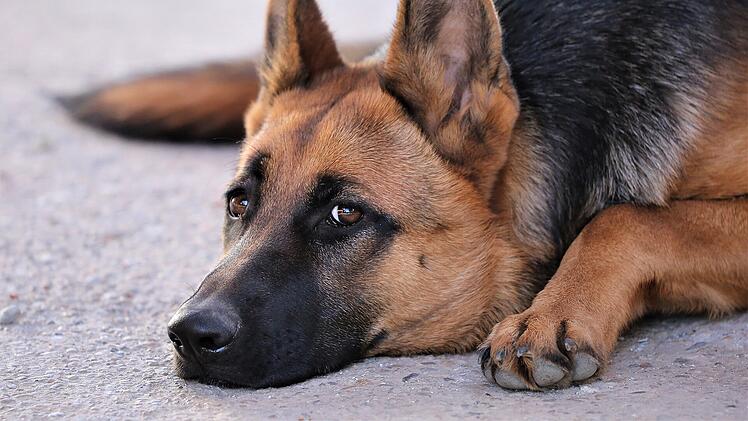 Tierheim Nürnberg: Spendenaktion für schicksalsgeplagten Hund "Gorki" - OP kann ihn retten