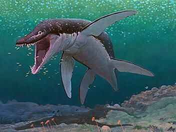 Lorrainosaurus - Forschende mit gewaltiger Entdeckung Die künstlerische Darstellung zeigt den Pliosaurier Lorrainosaurus. Das rund 170 Millionen Jahre alte Tier aus dem Zeitalter der Dinosaurier gehöre zu den ältesten bekannten Mega-Pliosauriern, berichtet ein Forschungsteam im Fachjournal "Scientific Reports".