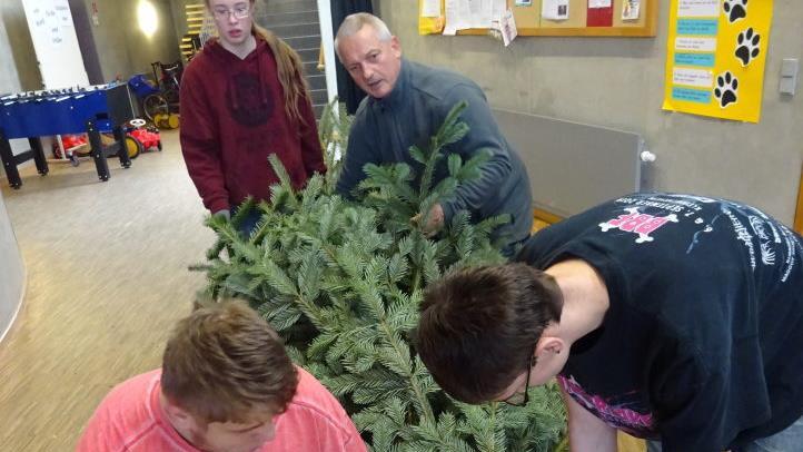 Die Tannenb&auml;ume aus Oehrberg sorgen seit Jahren schon in der Aula der Franz-von-Pr&uuml;mmer-Schule in Bad Kissingen f&uuml;r weihnachtliche Stimmung. Hier wird eine Nordmanntanne von F&ouml;rderlehrer Franz Grosse und seinen Sch&uuml;lern fachgerecht montiert. Foto: Klaus Scheuring