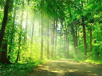 Damit spätere Generationen auch noch Wälder erleben und nutzen können, wird seit Jahrhunderten nachhaltig gewirtschaftet.