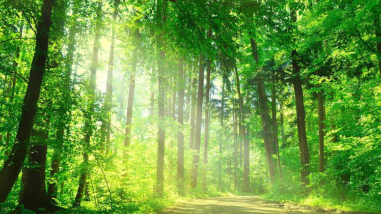 Damit spätere Generationen auch noch Wälder erleben und nutzen können, wird seit Jahrhunderten nachhaltig gewirtschaftet.