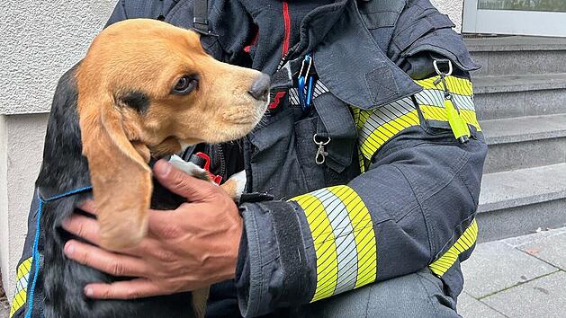 Karlstadt: Feuerwehr rettet Hund aus Haus - Sauna fängt plötzlich an zu rauchen