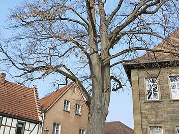 Bald soll entschieden werden, welcher Baum künftig am Stenayer Platz den Platz der abgestorbenen Buche einnimmt. Foto: Heike Beudert