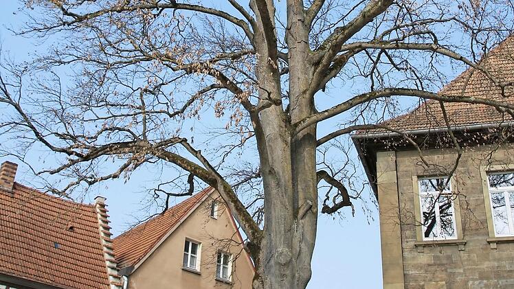 Bald soll entschieden werden, welcher Baum künftig am Stenayer Platz den Platz der abgestorbenen Buche einnimmt. Foto: Heike Beudert