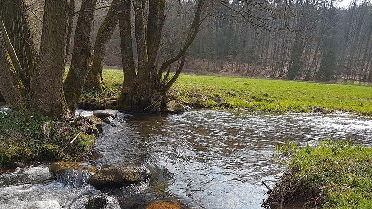 Wasser durchzieht das Tal. Der Bund Naturschutz hatte einen Spaziergang durch das Oehrbachtal organisiert. Foto: Elisabeth Assmann