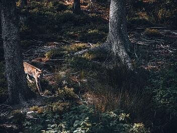 Wildpark Mehlmeisel, Luchs