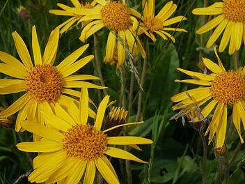 Die gelbe Blume Arnika soll Teuschnitz voranbringen.  Foto: Archiv