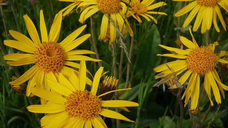 Die gelbe Blume Arnika soll Teuschnitz voranbringen.  Foto: Archiv