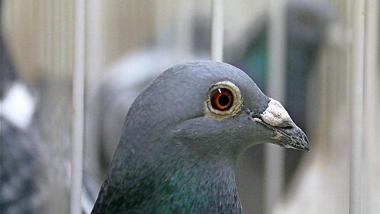 In der Eschenbachhalle sind 212 Käfige mit Tauben zu sehen